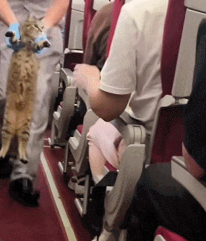 小猫第一次上飞机由于好奇于是挣脱主人四处乱逛起来。(图3)