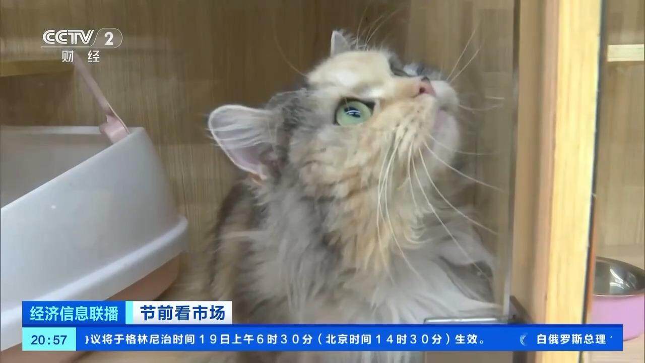 小猫小狗也要美美过节 春节前宠物“洗剪吹”需求大增(图2)